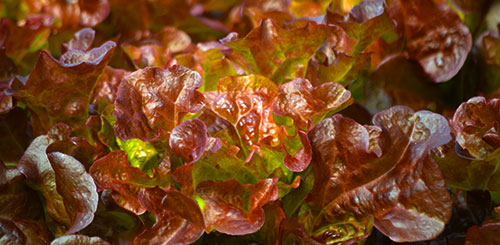 red-leaf-500px-w-lettuce5-1